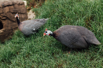 Two Guinea Fowl Walking on Green Grass in Natural Habitat