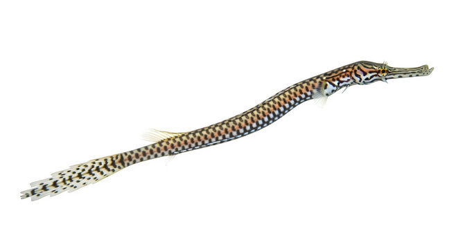 Ornate ghost pipefish swimming gracefully in the dark ocean water environment