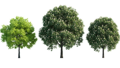 Three deciduous trees with green leaves isolated on transparent background