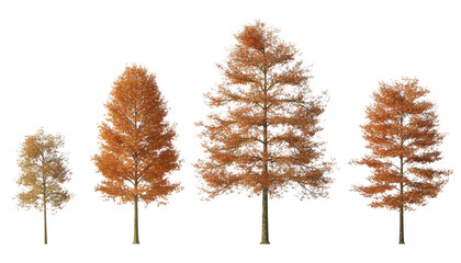 Four deciduous trees with orange leaves isolated on transparent background