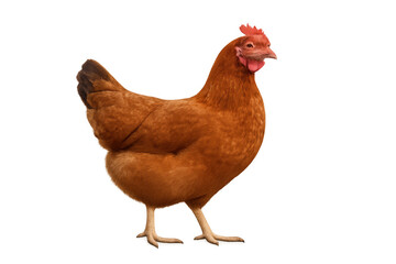 Brown hen standing, looking ahead, farm domestic poultry animal with transparent background, isolated