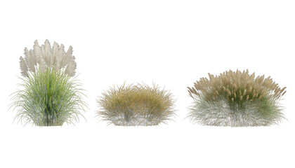 Ornamental grass isolated on transparent background, set of three, illustration
