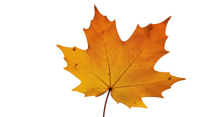 Fototapeta premium Single dried brown maple leaf with pointed lobes and visible veins, curled edges on white background, symbolizing autumn, change, and natural simplicity.