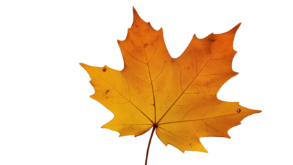 Single dried brown maple leaf with pointed lobes and visible veins, curled edges on white background, symbolizing autumn, change, and natural simplicity.