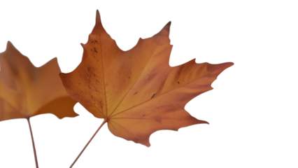 Single dried brown maple leaf with pointed lobes and visible veins, curled edges on white background, symbolizing autumn, change, and natural simplicity.