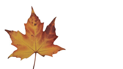 Fototapeta premium Single dried brown maple leaf with pointed lobes and visible veins, curled edges on white background, symbolizing autumn, change, and natural simplicity.