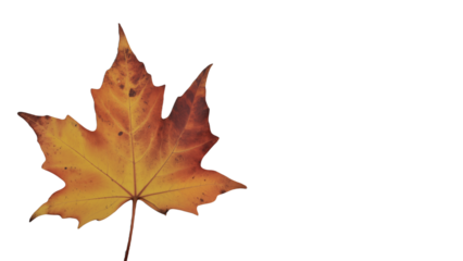 Single dried brown maple leaf with pointed lobes and visible veins, curled edges on white background, symbolizing autumn, change, and natural simplicity.