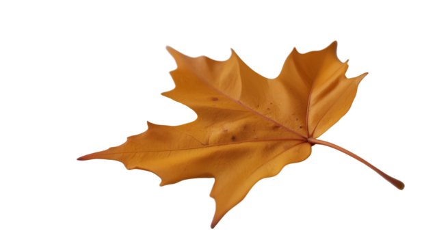 Single dried brown maple leaf with pointed lobes and visible veins, curled edges on white background, symbolizing autumn, change, and natural simplicity.