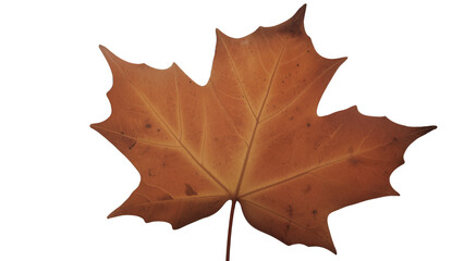 Obraz premium Single dried brown maple leaf with pointed lobes and visible veins, curled edges on white background, symbolizing autumn, change, and natural simplicity.