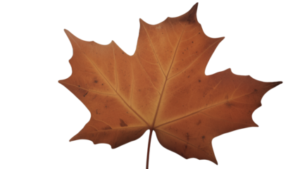 Single dried brown maple leaf with pointed lobes and visible veins, curled edges on white background, symbolizing autumn, change, and natural simplicity.