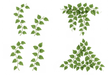 Green vine climbing plant creating a natural border and frame, fresh foliage on transparent background