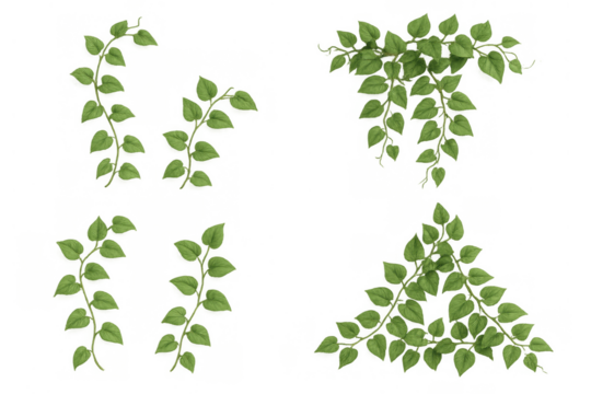 Green vine climbing plant creating a natural border and frame, fresh foliage on transparent background