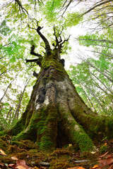 森の大樹
