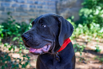 boerboel black puppy outdoors. The Boerboel is a South African breed of large dog of mastiff type, used as a family guard dog