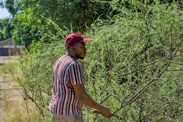 single young african worker man clearing the thorny bush, acacia branches, land restoration