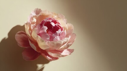 Peony's Gentle Blush: Softly lit, a close-up showcases a delicate peony, its petals in a gradient of pinks, casting subtle shadows to bring out its beauty.