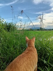 A cute orange kitten sits on green grass with his back to the camera, looking at the natural view of the mountains in the background.