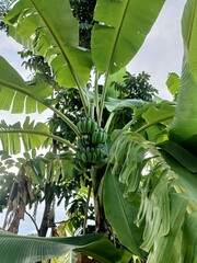 A tropical fruit tree with green leaves in a refreshing summer garden or agricultural field.