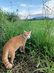 Cute small domestic kitten with tabby fur and bright eyes sits on the green garden grass in nature