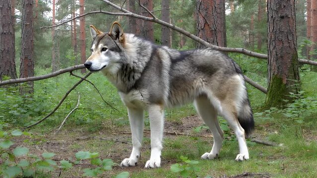 Majestic Grey Canine Predator Vigilantly Scanning its Woodland Habitat for Potential Threats and