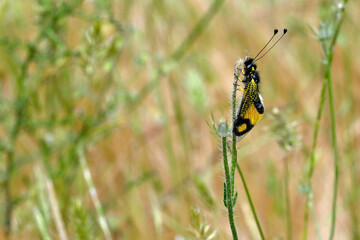 Split-eyed owlfly // Schmetterlingshaft (Libelloides rhomboideus) - Strofilia, Peloponnese, Greece