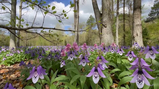 Vernal Landscape Featuring Blossoming Wildflowers from the Mustard Family Thriving in a Wooded Area During the Season of