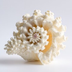 Ornate White Spiral Seashell