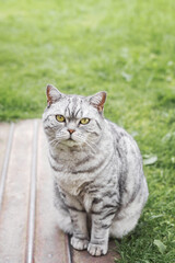 Obraz premium British shorthair gray tabby cat with yellow eyes sitting on a wooden path surrounded by green grass, looking calmly at the camera, concept of domestic pets, comfort and harmony with nature