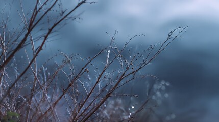 Obraz premium Ethereal foggy landscape with delicate branches in muted blue atmosphere