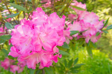 カラ迫岳登山「登山口に咲くシャクナゲ」
