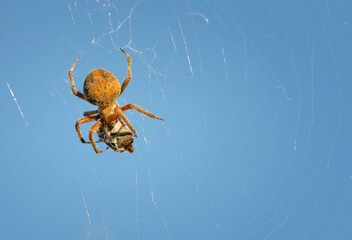 Spotted Orb Weaver (Neoscona crucifera), aka garden spider, having its meal in the circular-shaped web. Blue sky background. 