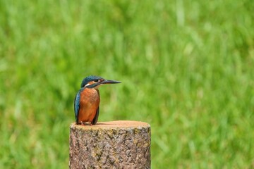 杭にとまってのんびりくつろぐカワセミ成鳥メス