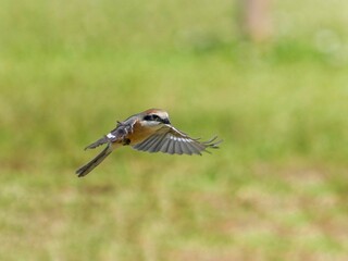 モズの低空飛翔シーン