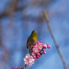 満開の紅梅にとまってくつろぐメジロ