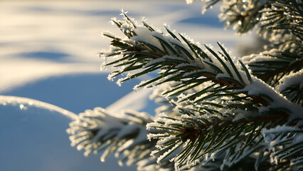 Naklejka premium Close-up of a pine branch covered in frost and snow, illuminated by soft winter sunlight, with a blurred snowy background.