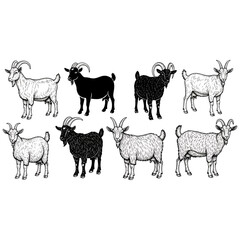 Collection of standing goats, farm animals, diverse colors, livestock, rural, domestic mammals, agriculture, nature