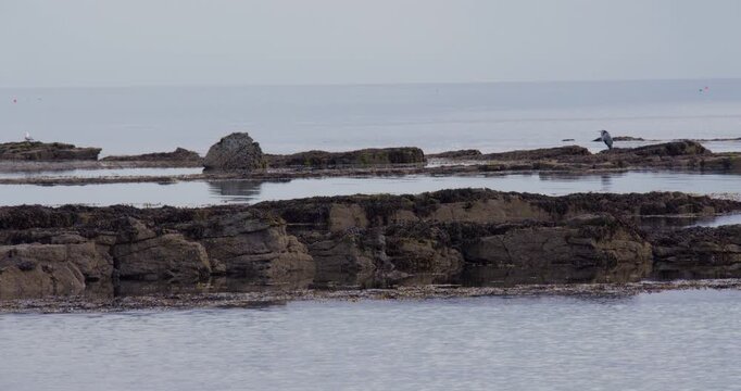 Low level shot of sedimentary rock at low tide at Kingsbarns Beach, Cambo Sands,