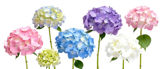 Realistic hydrangea flower set with multiple color clusters isolated on transparent background, elegant floral element collection
