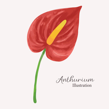Red Anthurium Flower Watercolor Illustration