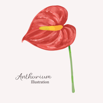 miri_anthurium_nov2025