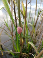 Close-up of snail eggs clinging to the tops of grass on the water surface in a rice field.