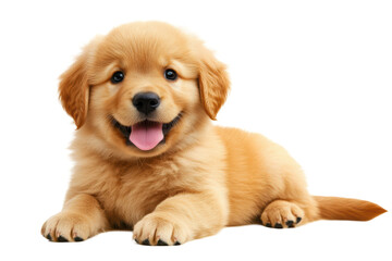 Adorable golden puppy sitting and smiling wide
