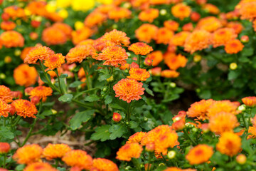 Close-up photo of purple chrysanthemum flowers in full bloom in autumn.
