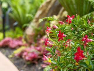Close-up of a red mandevilla flower in bloom