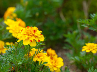 Close-up of orange marigold flowers blooming in early summer.