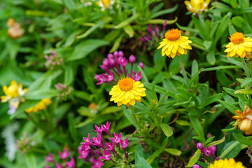 Close-up photo of yellow strawberry flowers blooming in summer.