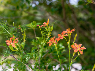 Close-up of an orange blackberry lily (Iris domestica) flower blooming in summer.