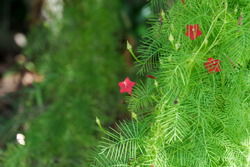Close-up of red Cypress vine (Star Glory) flowers blooming in summer.