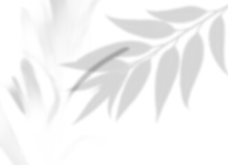 Pine or Fir Branch Shadow Overlay