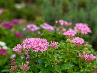 Close-up of a pink pentagram flower bud blooming in summer.